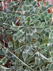 Trifolium macrocephalum