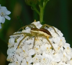 Dolomedes fimbriatus