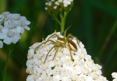 Dolomedes fimbriatus