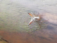 Micrathena peregrinatorum