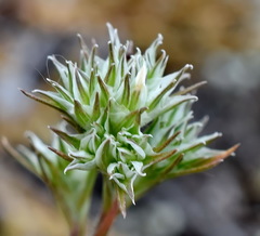 Minuartia hamata