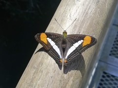 Adelpha abia