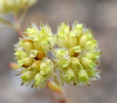 Valerianella pumila