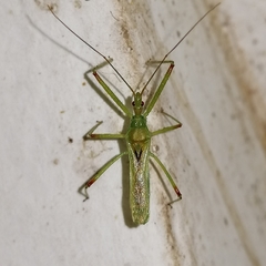 Atopozelus