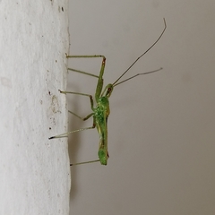 Atopozelus