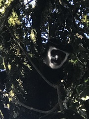 Colobus caudatus
