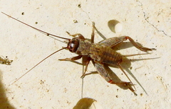 Eumodicogryllus