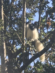 Colobus caudatus