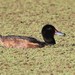 Black-headed Duck - Photo (c) joseluisblazquez, some rights reserved (CC BY-NC)