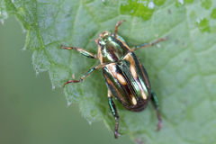 Pelidnota liturella