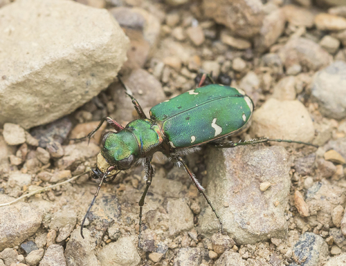Cicindela desertorum
