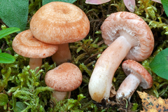 Lactarius torminosulus