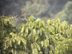 Cotinga cayana