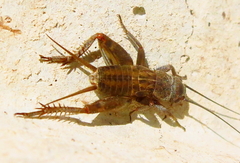Eumodicogryllus