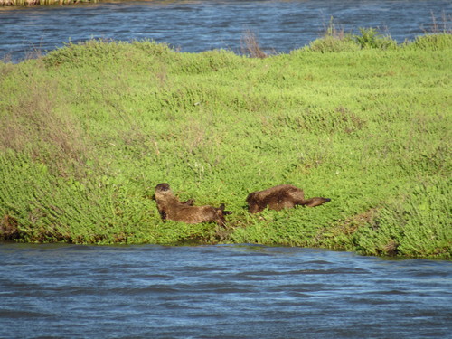 North American River Otter photographed in California