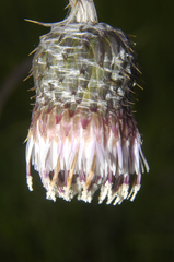 Cirsium velatum