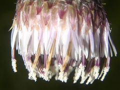 Cirsium velatum