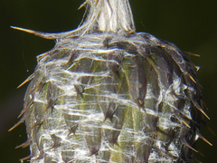 Cirsium velatum