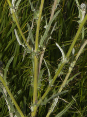 Cirsium velatum