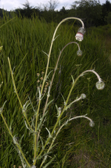 Cirsium velatum