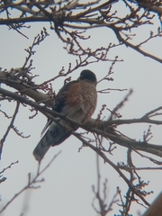 Accipiter striatus