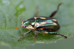 Pelidnota liturella