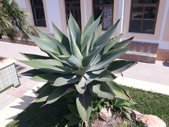 Agave attenuata