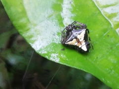 Verrucosa scapofracta