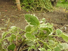 Coleus forsteri