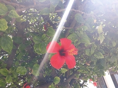 Hibiscus rosa-sinensis