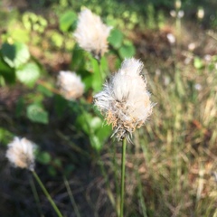 Eriophorum vaginatum vaginatum