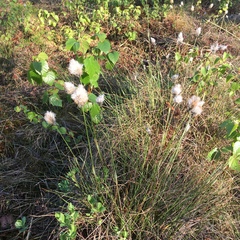 Eriophorum vaginatum vaginatum