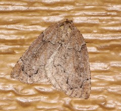 Spodolepis substriataria