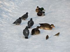 Columba livia
