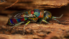 Chrysis mionii