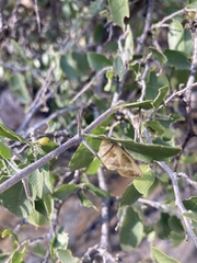 Libytheana carinenta