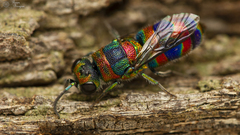 Chrysis mionii