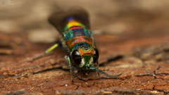 Chrysis mionii
