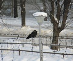 Corvus monedula