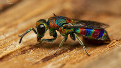 Chrysis mionii