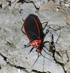 Rhiginia cinctiventris