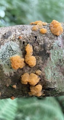 Tremella mesenterica
