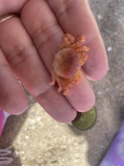 Cyclograpsus cinereus