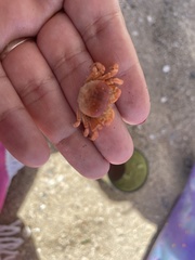 Cyclograpsus cinereus