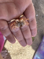 Cyclograpsus cinereus