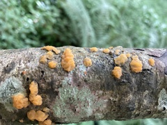 Tremella mesenterica