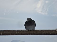 Columba livia