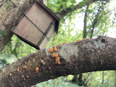 Tremella mesenterica