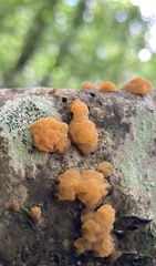 Tremella mesenterica