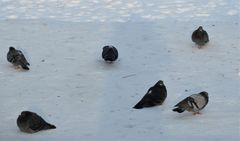 Columba livia
